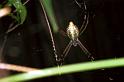 Argiope_extensa_F0812_Z_82_Maurilyan harbour_Australie